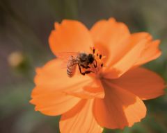 Tapeta Nature Flowers 573.jpg